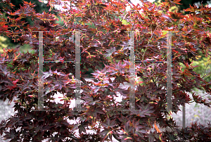 Picture of Acer palmatum (Amoenum Group) 'Beni hoshi®'