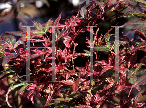 Picture of Acer palmatum (Matsumurae Group) 'Beni fushigi'