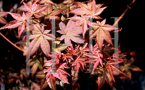 Picture of Acer palmatum (Matsumurae Group) 'Beni fushigi'