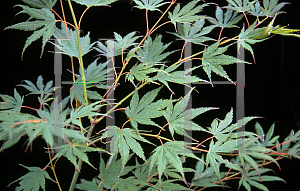 Picture of Acer palmatum (Matsumurae Group) 'Beni gasa'