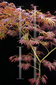 Picture of Acer palmatum (Matsumurae Group) 'Beni gasa'