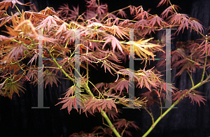 Picture of Acer palmatum (Matsumurae Group) 'Beni gasa'