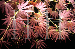 Picture of Acer palmatum (Matsumurae Group) 'Beni gasa'