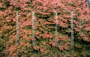 Picture of Acer palmatum 'Beni hime'