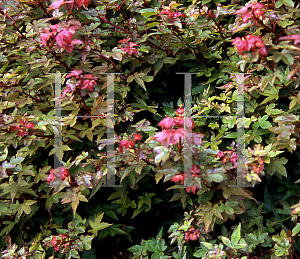 Picture of Acer palmatum 'Beni hime'