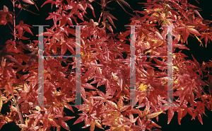 Picture of Acer palmatum 'Beni hime'