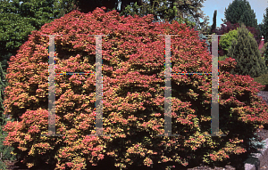 Picture of Acer palmatum 'Beni hime'