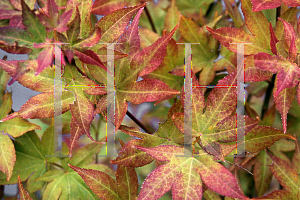 Picture of Acer palmatum (Amoenum Group) 'Beni hoshi'