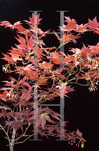 Picture of Acer palmatum (Amoenum Group) 'Beni hoshi®'