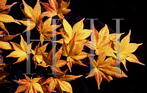 Picture of Acer palmatum (Amoenum Group) 'Beni hoshi®'