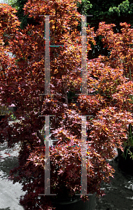Picture of Acer palmatum (Amoenum Group) 'Beni hoshi®'