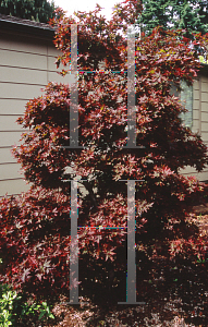 Picture of Acer palmatum (Amoenum Group) 'Beni hoshi®'