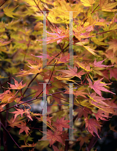 Picture of Acer palmatum (Matsumurae Group) 'Beni kagami'