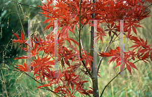 Picture of Acer palmatum (Matsumurae Group) 'Beni kagami'