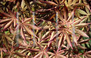 Picture of Acer palmatum (Matsumurae Group) 'Beni kagami'