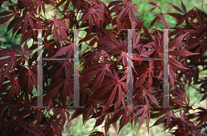 Picture of Acer palmatum (Matsumurae Group) 'Beni kagami'