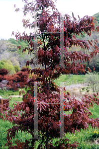 Picture of Acer palmatum (Matsumurae Group) 'Beni kagami'
