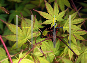 Picture of Acer palmatum 'Beni kawa'