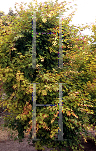 Picture of Acer palmatum 'Beni kawa'