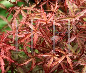 Picture of Acer palmatum (Matsumurae Group) 'Beni komachi'