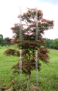 Picture of Acer palmatum (Matsumurae Group) 'Beni komachi'