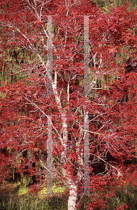 Picture of Acer palmatum (Matsumurae Group) 'Beni komachi'