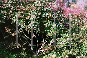 Picture of Acer palmatum 'Beni maiko'