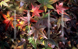 Picture of Acer palmatum 'Beni maiko'