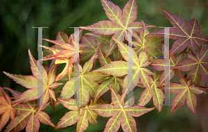 Picture of Acer palmatum 'Beni maiko'