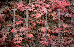 Picture of Acer palmatum 'Beni maiko'