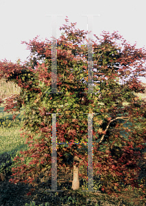 Picture of Acer palmatum 'Beni maiko'