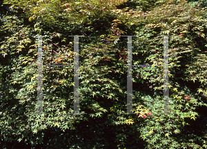 Picture of Acer palmatum 'Beni maiko'