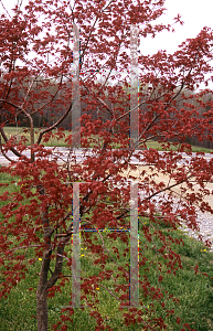 Picture of Acer palmatum 'Beni maiko'