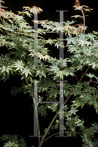 Picture of Acer palmatum 'Beni musume'