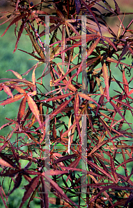 Picture of Acer palmatum(Linearilobum Group) 'Beni otake (Big Red Bamboo)'