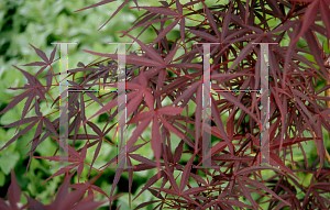 Picture of Acer palmatum(Linearilobum Group) 'Beni otake (Big Red Bamboo)'