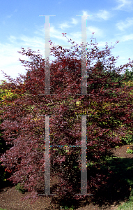 Picture of Acer palmatum(Linearilobum Group) 'Beni otake (Big Red Bamboo)'