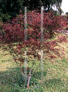 Picture of Acer palmatum (Matsumurae Group) 'Beni shi en'