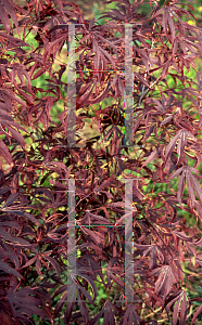 Picture of Acer palmatum (Matsumurae Group) 'Beni shi en'