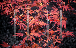 Picture of Acer palmatum (Matsumurae Group) 'Beni shi en'