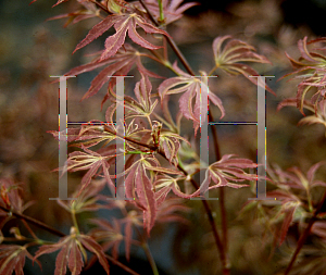 Picture of Acer palmatum (Matsumurae Group) 'Beni shi en'