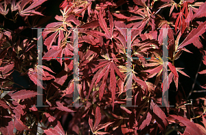 Picture of Acer palmatum (Matsumurae Group) 'Beni shi en'