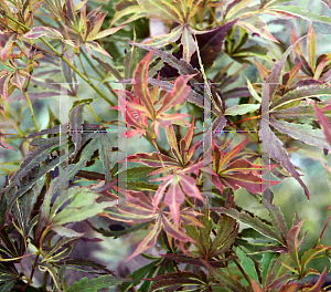 Picture of Acer palmatum (Matsumurae Group) 'Beni shi en'