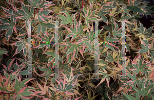 Picture of Acer palmatum 'Beni shichihenge'