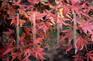 Picture of Acer palmatum 'Beni shichihenge'