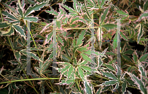 Picture of Acer palmatum 'Beni shichihenge'