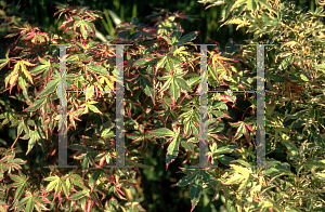 Picture of Acer palmatum 'Beni shichihenge'