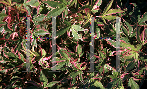 Picture of Acer palmatum 'Beni shichihenge'
