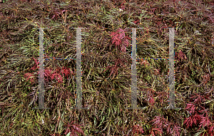 Picture of Acer palmatum (Dissectum Group) 'Beni shidare'