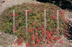 Picture of Acer palmatum (Dissectum Group) 'Beni shidare'